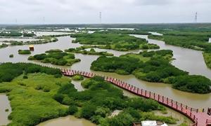 德普浮桥：雷州九龙山红树林国家湿地公园浮桥栈桥